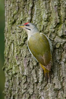 Grey-headed Woodpecker woodpecker, grey-faced woodpecker, grey-headed woodpecker, picus canus,