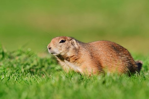Black-tailed prairie dog (Cynomys ludovicianus) sitting in a meadow, North America