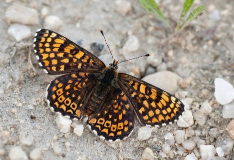 Brandenburg, common cheek moth, Germany, Glanville Fritillary, Melitaea Cinxia, Nabu, national