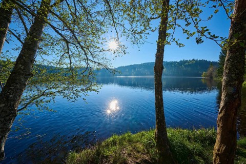 Sunlight breaks through treetops and reflects on calm water surface, Windgfällweiher, Lenzkirch,