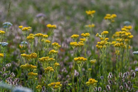 Asteraceae, Brandenburg, Germany, helichrysum arenarium, daisy, nabu, sandstraw flower, post-mining