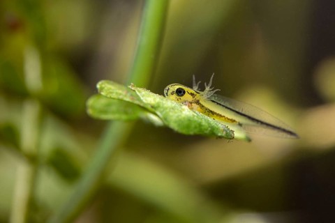 Great Crested Newt, Crested Newt, Northern Crested Newt, Triturus Cristatus, Amphibians,