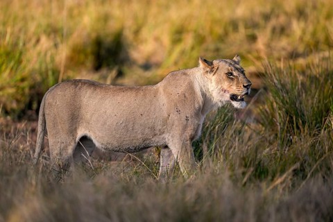 Lioness (Panthera leo) near Atzaró Camp, Okavango Delta, North-West District, Botswana