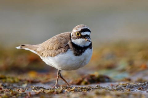 Little Ringed Plover (Charadrius dubius), North Rhine-Westphalia, Germany