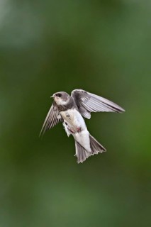 Sand Martin (Riparia riparia), in flight, Reussegg Nature Reserve, Canton of Aargau, Switzerland