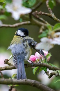 Great tit, great tit, fruit tree blossom, parus major, birds, spring, garden birds, plumage care,