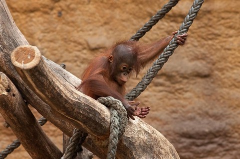 Small Urangutan (Pongo pygmaeus) climbing a rope, captive, Germany
