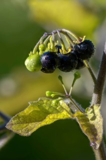 European black nightshade, nightshade, black nightshade, black nightshade, solanaceae, solanum
