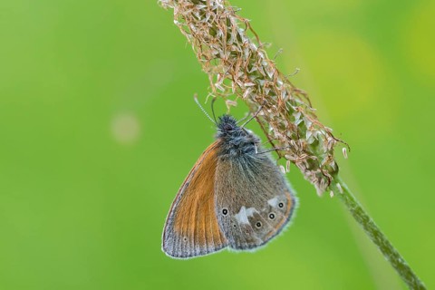Chestnut heath, coenonympha glycerion, rust-brown meadowbird, red-brown meadowbird, butterfly,