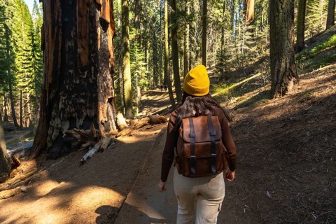 Woman in warm beanie and backpack walking a sunlit redwood forest trail, surrounded by towering