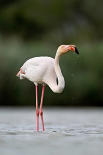 A greater flamingo (Phoenicopterus roseus), standing in the water, Camargue Regional Nature Park,