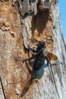 Apidae, bees, blue wood bee, large wood bee, hymenoptera, violet-winged wood bee, xylocopa