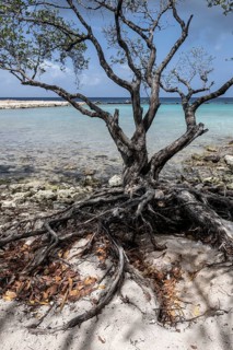 Manchineel tree (Hippomane mancinella), Curacao