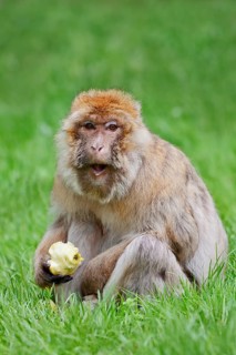 Barbary macaque or magot (Macaca sylvanus), female sits in a meadow and eats an apple, found in