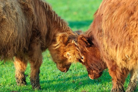 Friends. Early one sunny morning, two Highland calves (Bos primigenius taurus) stand head to head