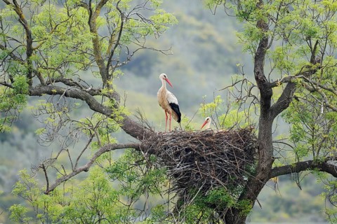 White stork (Ciconia ciconia), pair on the nest in a tree, Algarve, Portugal