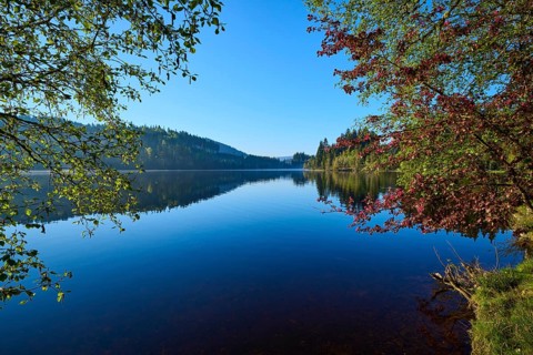 Clear water surface surrounded by trees in the blue morning light, Windgfällweiher, Lenzkirch,