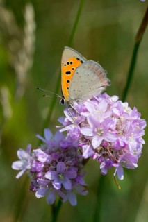 Fire butterfly, small fire butterfly, Lycaena phlaeas, small copper, butterfly, high size, portrait