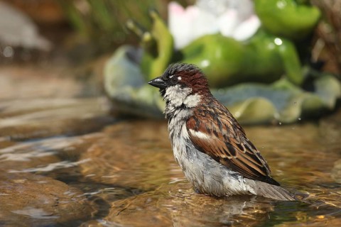 House sparrow (Passer domesticus) male bathing in a garden pond, Allgäu, Bavaria, Germany