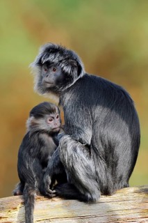 Javan lutung (Trachypithecus auratus), a female and her young sitting on a tree trunk, in