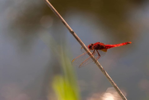 Broad Scarlet, Crocothemis Erythraea, Fire Dragonfly, Scarlet Darter, Anisoptera, Damselflies,