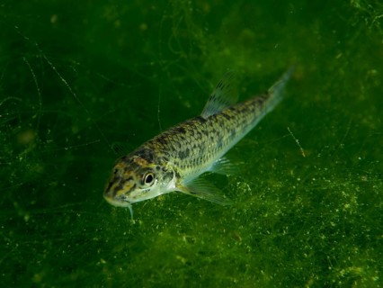 A gudgeon (Gobio gobio) swimming in dense, green algae under water, dive site Klosterinsel,
