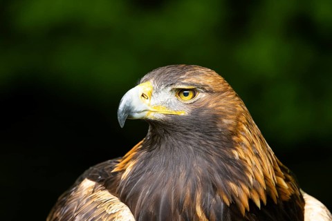 An eagle with an intense gaze and finely detailed plumage against a blurred green background,
