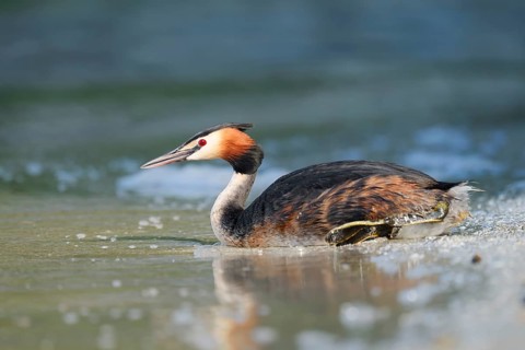 A great crested grebe (Podiceps cristatus) resting on the lakeshore, Lake Constance,