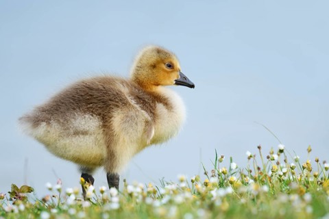 A Canada goose (Branta canadensis) chick stands in a meadow full of daisies, North