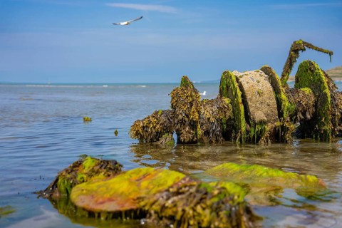 Algae-covered wreckage and rocks in calm seawater under blue sky, low tide, Howth Beach, Ireland