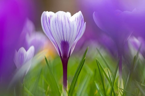 Close-up of lilac, violet and white crocuses (Crocus sp.) blooming in flower garden in late winter,