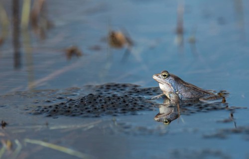 Moor frog, moor frog, rana arvalis, amphibians, amphibians, courtship behavior, courtship display,