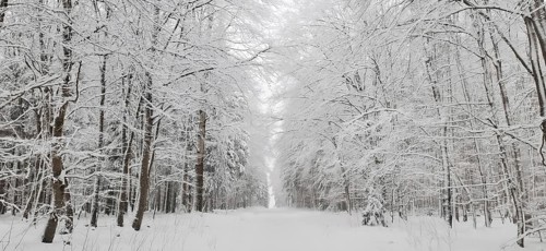 Snow-covered avenue between trees with a quiet atmosphere, hiking in winter, Rennsteig near