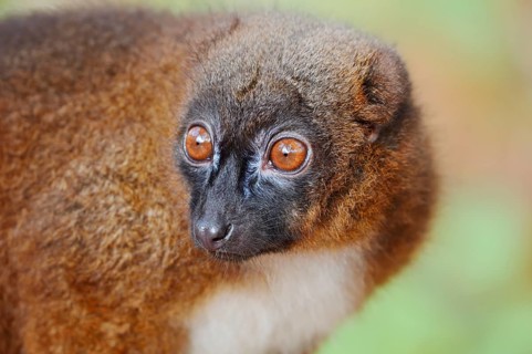 Red-bellied lemur (Eulemur rubriventer), female, portrait, in captivity, found in Madagascar