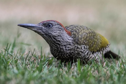Young green woodpecker (Picus viridis), Emsland, Lower Saxony, Germany