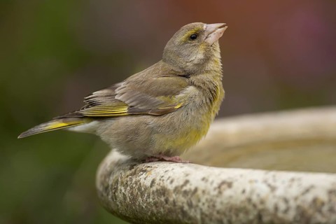 European greenfinch (Chloris chloris) adult female garden bird drinking on a water bird bath,