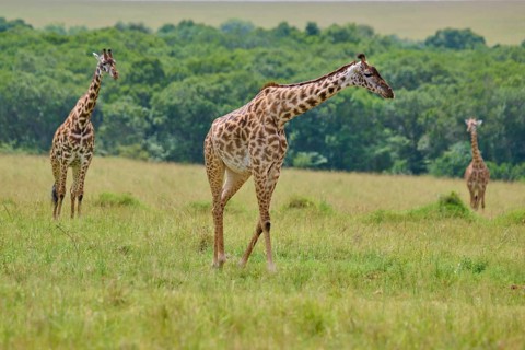 Giraffes in a vast, green landscape that exudes tranquillity and balance, Masai giraffe (Giraffa