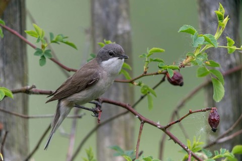 Rattleswarbler, Lesser Whitethroat, Sylvia Curruca, Birds, Garden, Garden Fence, Passeri,