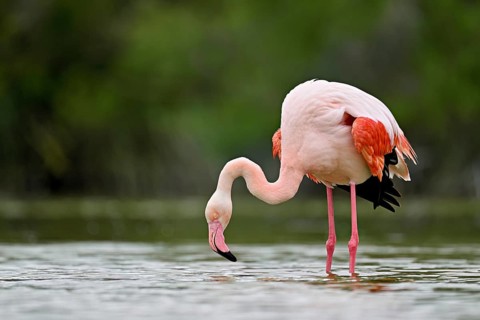 A greater flamingo (Phoenicopterus roseus), standing in the water, Camargue Regional Nature Park,