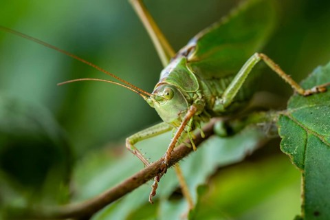 Close-up of a Great green bush cricket (Tettigonia viridissima), also known as green leafhopper, on
