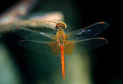 Spotted heather, Sympetrum flaveolum, yellow-winged darter, anisoptera, damselflies, dragonflies,