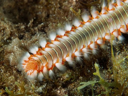 Close-up of a fireworm, the fire-bristled worm (Hermodice carunculata), showing its bristles and
