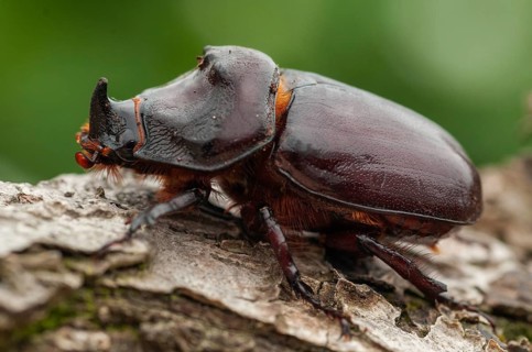 European rhinoceros beetle, rhinoceros beetle, oryctes nasicornis, rhinoceros beetle, beetle,