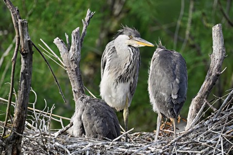 Grey Heron (Ardea cinerea), three chicks standing on the nest, Camargue, southern France, France
