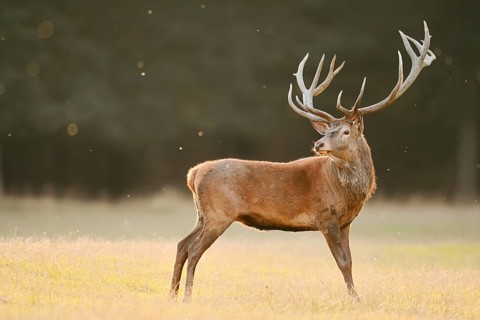 Red deer (Cervus elaphus), a stag standing in a meadow, rutting season, North Rhine-Westphalia,
