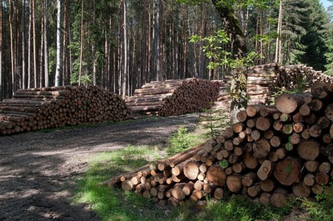 Forestry, logging, industrial forestry, intensive forestry, intensive forestry, landscape,