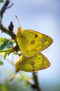 Mount Rana, Bohemian Highlands, Colias Hyale, Czech Republic, yellow haybutterfly, golden eight,