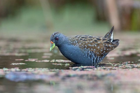 Australian Crake (Porzana fluminea) foraging, Victoria, Australia