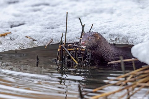 American mink (Neogale vison, Neovison vison, Mustela vison), mustelid native to North America