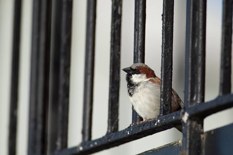House sparrow (Passer domesticus) adult male bird on a building, England, United Kingdom